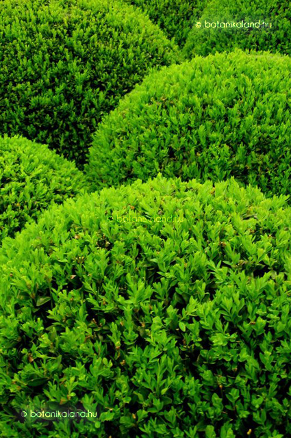  r kz ld Puszp ng Buxus Sempervirens Gondoz sa Szapor t sa