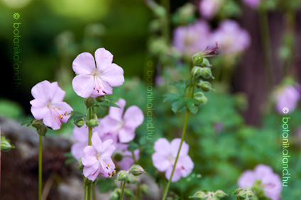 Dalmát Gólyaorr (Geranium Dalmaticum)