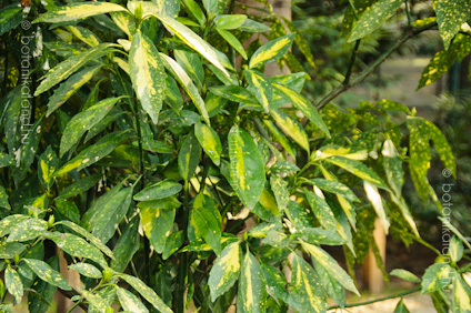 Jap�n Bab�rsom (Aucuba Japonica Variegata)