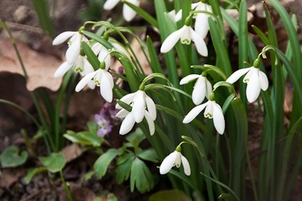 Kikeleti H�vir�g (Galanthus Nivalis)