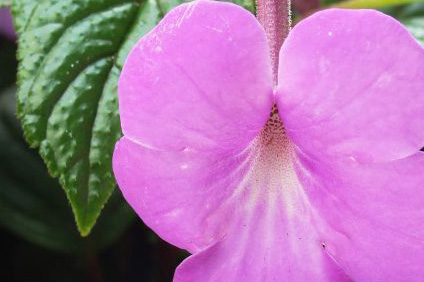 Mesevirág (Achimenes x Hybrida)