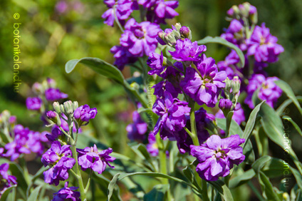Ny�ri Viola (Matthiola Incana)