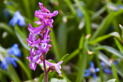 Odvas Keltike (Corydalis Cava)