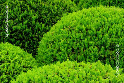 �r�kz�ld Puszp�ng (Buxus Sempervirens)