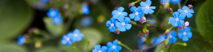 A nefelejcs kék virágai igazán üde foltjai a tavasznak
