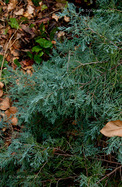 Arizónai Ciprus (Cupressus arizonica)
