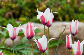 Clusius-tulipán