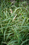 Csíkos Pántlikafű (Phalaris arundinacea var. picta)