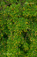 Caragana arborescens Pendula