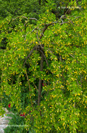 Csüngő Borsófa (Caragana arborescens Pendula)