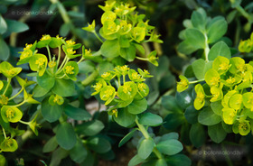Délszaki Kutyatej (Euphorbia myrsinites)
