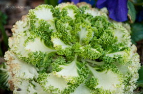 Díszkáposzta (Brassica oleracea)