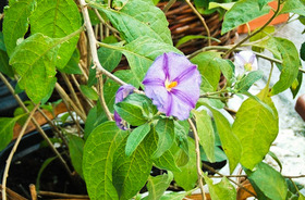 Encián Bokor (Solanum rantonnetti)