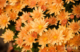 Évelő Krizantém (Chrysanthemum)