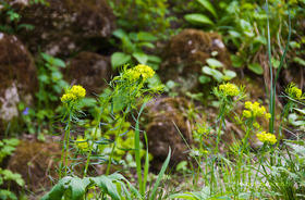 Farkaskutyatej (Euphorbia cyparissias)