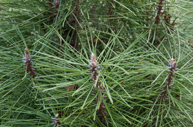 Feketefenyő (Pinus nigra)