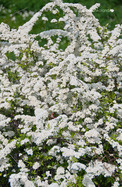 Hamvas Gyöngyvessző (Spiraea x cinerea)