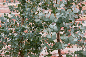 Havasi Eukaliptusz (Eucalyptus gunnii)