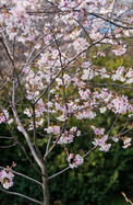 Higan-díszcseresznye (Prunus x subhirtella)