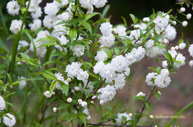 Japán Díszmeggy (Prunus glandulosa)