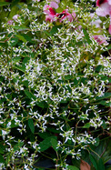 Euphorbia Inneuphdia