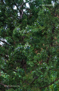 Kínai Boróka (Juniperus chinensis)