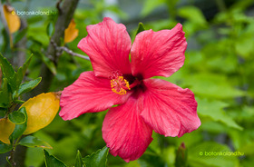 Kínai Hibiszkusz (Hibiscus rosa-sinensis)