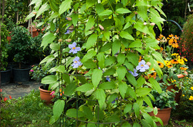 Kolostorharang (Thunbergia grandiflora)