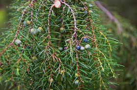 Közönséges Boróka (Juniperus communis)