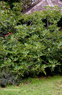 Közönséges Füge (Ficus carica)