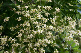 Közönséges Japánakác (Styphnolobium japonicum)