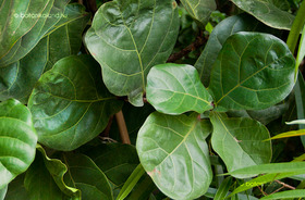 Lantlevelű Fikusz (Ficus lyrata)