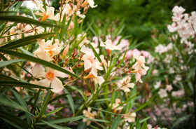 Leander (Nerium oleander)