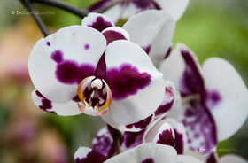 Lepkeorchidea (Phalaenopsis)