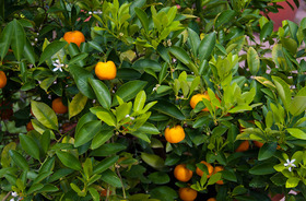 Mandarin (Citrus reticulata)