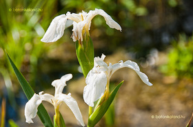 Mocsári Nőszirom (Iris pseudacorus)