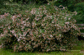 Nagyvirágú Tárnicslonc (Abelia x grandiflora)