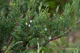 Nehézszagú Boróka (Juniperus sabina)