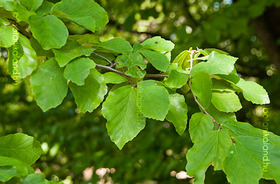 Perzsa Varázsfa (Parrotia persica)