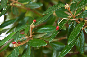 Prágai Bangita (Viburnum x pragense)