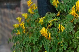 Sárga Keltike (Pseudofumaria lutea)