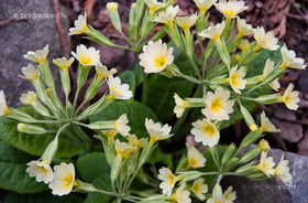 Sudár Kankalin (Primula elatior)