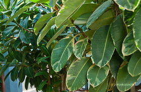 Szobafikusz (Ficus elastica)