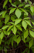 Parthenocissus quinquefolia
