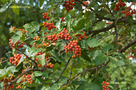 Borbás-berkenye (Sorbus borbasii)