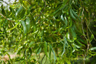 Csavart Fűz (Salix matsudana Tortuosa)