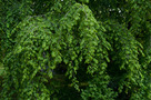 Csüngő Gyertyán (Carpinus betulus Pendula)