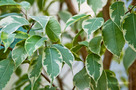 Csüngőágú Fikusz (Ficus benjamina)