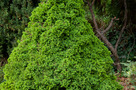 Cukorsüvegfenyő (Picea glauca var. albertiana Conica)