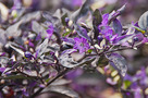 Díszpaprika (Capsicum annuum Purple Flash)